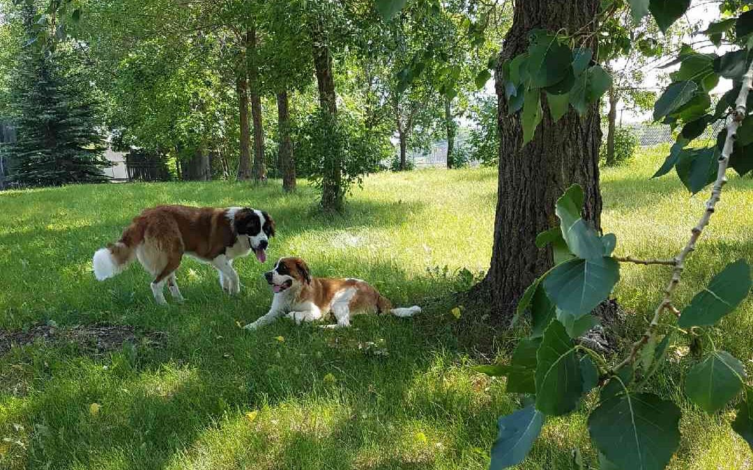 The Off-Leash Oasis is Here!